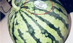 高端网红吃瓜,揭秘高端网红的吃瓜盛宴